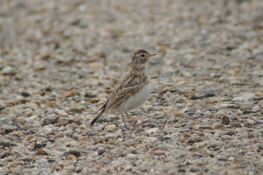 Pipit, Sprague's, 2010-07064446 Buffalo Gap National Grasslands, SD.JPG - Sprague's Pipit. Buffalo Gap National Grasslands, SD, 7-6-2010